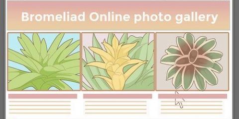 Prendersi cura di una bromelia