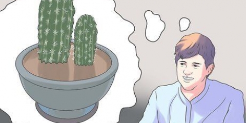 Rinvasa un cactus