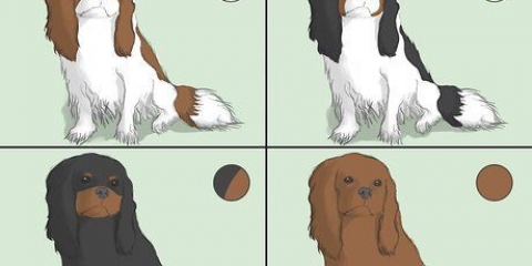 La scelta di un cavalier king charles spaniel
