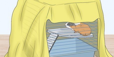 Tenendo una cavia