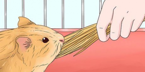 Dare da mangiare a una cavia