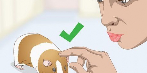 Lavare una cavia