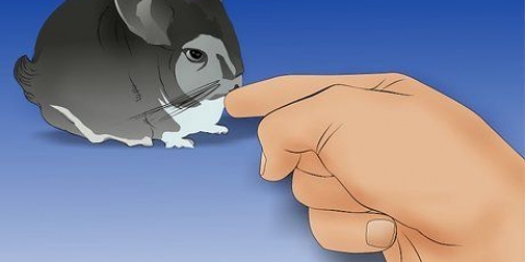 Tenendo un cincillà