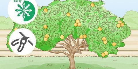 Potare un albero di limoni