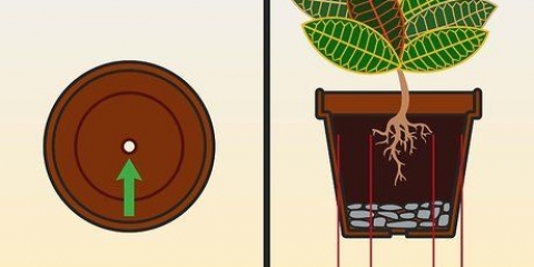Prendersi cura di un croton