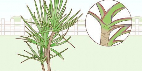Prendersi cura di una dracaena