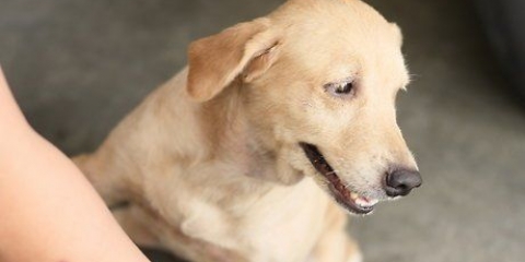 Lenitivo per la pelle secca nei cani