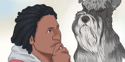 Allevare uno schnauzer miniatura