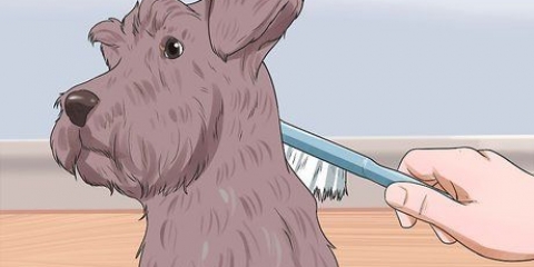 Taglio di uno schnauzer miniatura