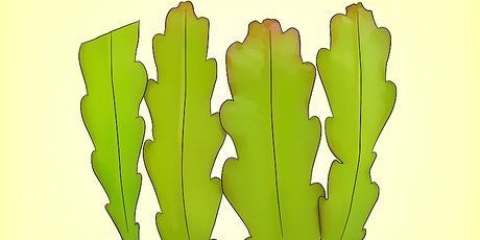 Coltivare un epiphyllum cactus