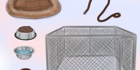 Portare un cane in più