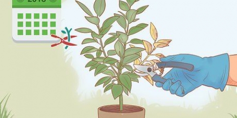Potare un ficus