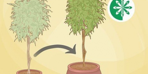 Rinvasare un albero di ficus