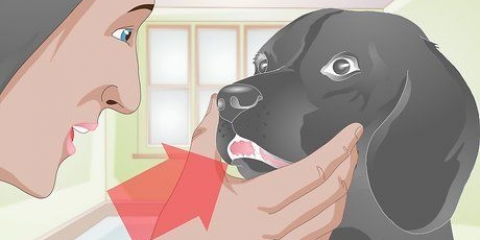 Trattare un dente rotto in un cane