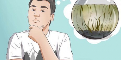 Creazione di un ecosistema acquatico chiuso
