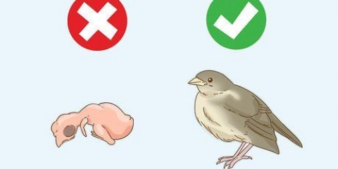 Aiutare un volatore di nido caduto