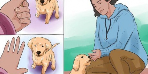 Addestrare un cucciolo di golden retriever