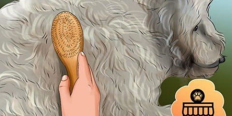 Toelettatura di un goldendoodle