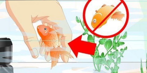 Resuscita un pesce rosso
