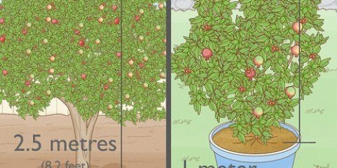 Piantare un albero di melograno