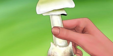 Riconoscere una manite tuberosa verde