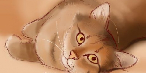 Trattare l'ictus di un gatto