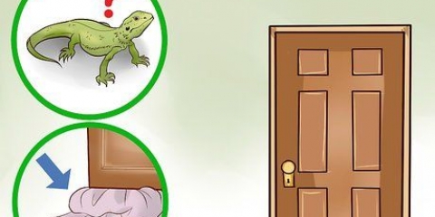 Catturare una lucertola in casa