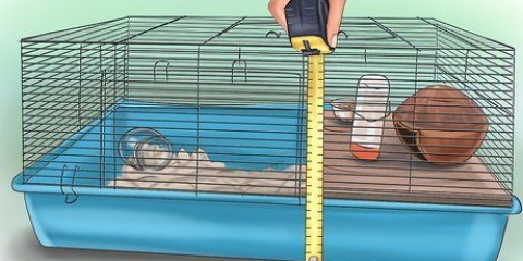 Allestire una gabbia per criceti