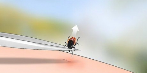 Identificare una zecca di cervo