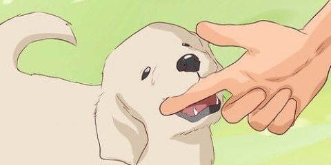 Come non addestrare un cane a mordere