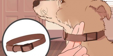 Come non addestrare un cane a tirare