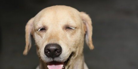 Come impedire a un cane di saltare addosso alle persone