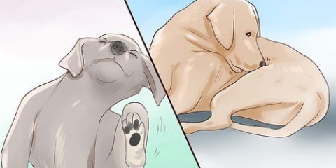 Controllo di un cane per tigna