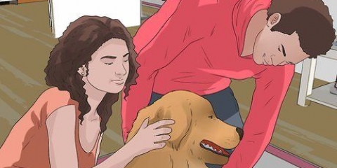 Come sollevare correttamente un cane