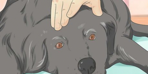 Aiutare un cane morente