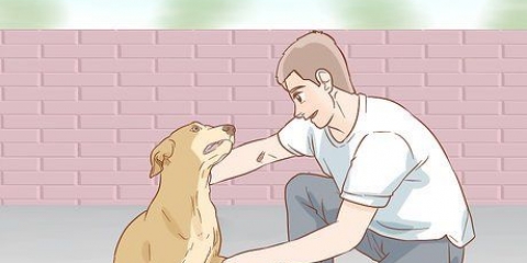 Aiutare un cane a riprendersi da una gamba rotta
