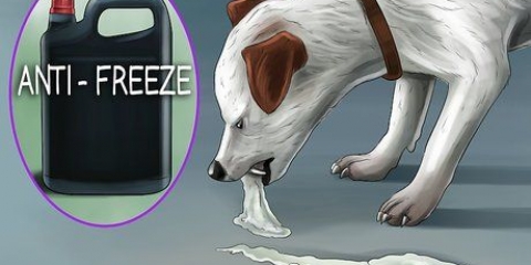 Fai vomitare un cane