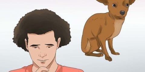 Metti giù un cane