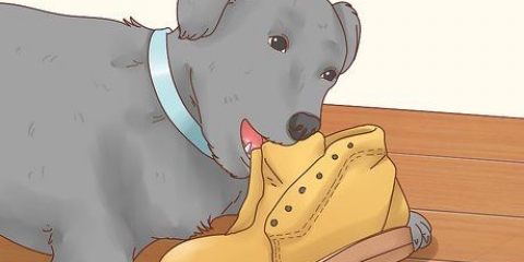 Come fare in modo che un cane smetta di mangiare terra