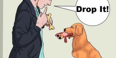 Insegnare a un cane a prendere