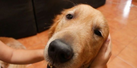 Massaggiare un cane