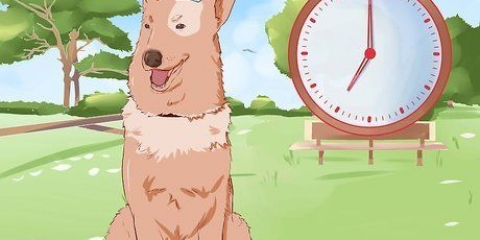 Addestrare un cane a fare pipì fuori