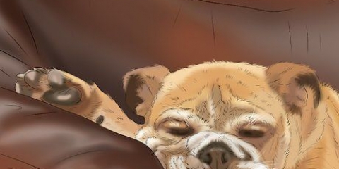 Addestrare un cane