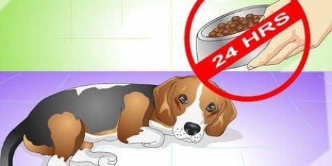 Come curare un cane dal mal di stomaco