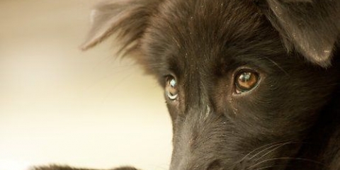 Farti amare da un cane