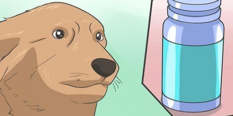 Anestetizza in sicurezza un cane