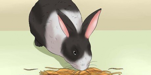 Dare da mangiare a un coniglio domestico