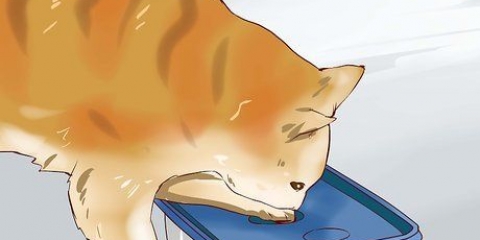 Far addormentare un gattino iperattivo