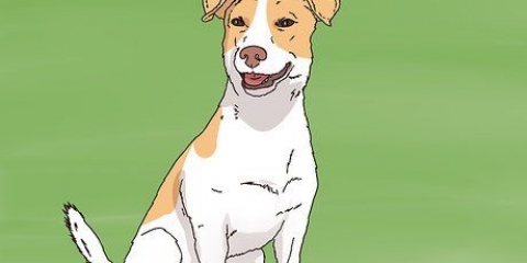 La scelta di un cucciolo di jack russell