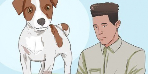Mantenere un jack russell terrier felice